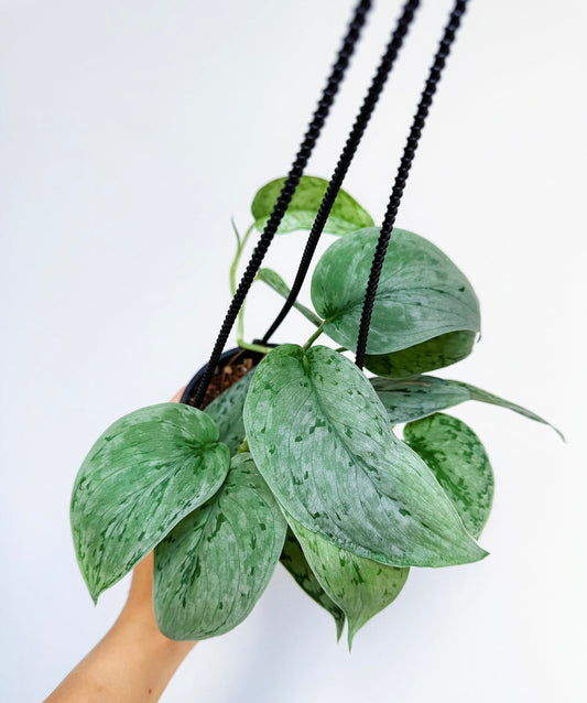 Scindapsus Silver Sierra “4