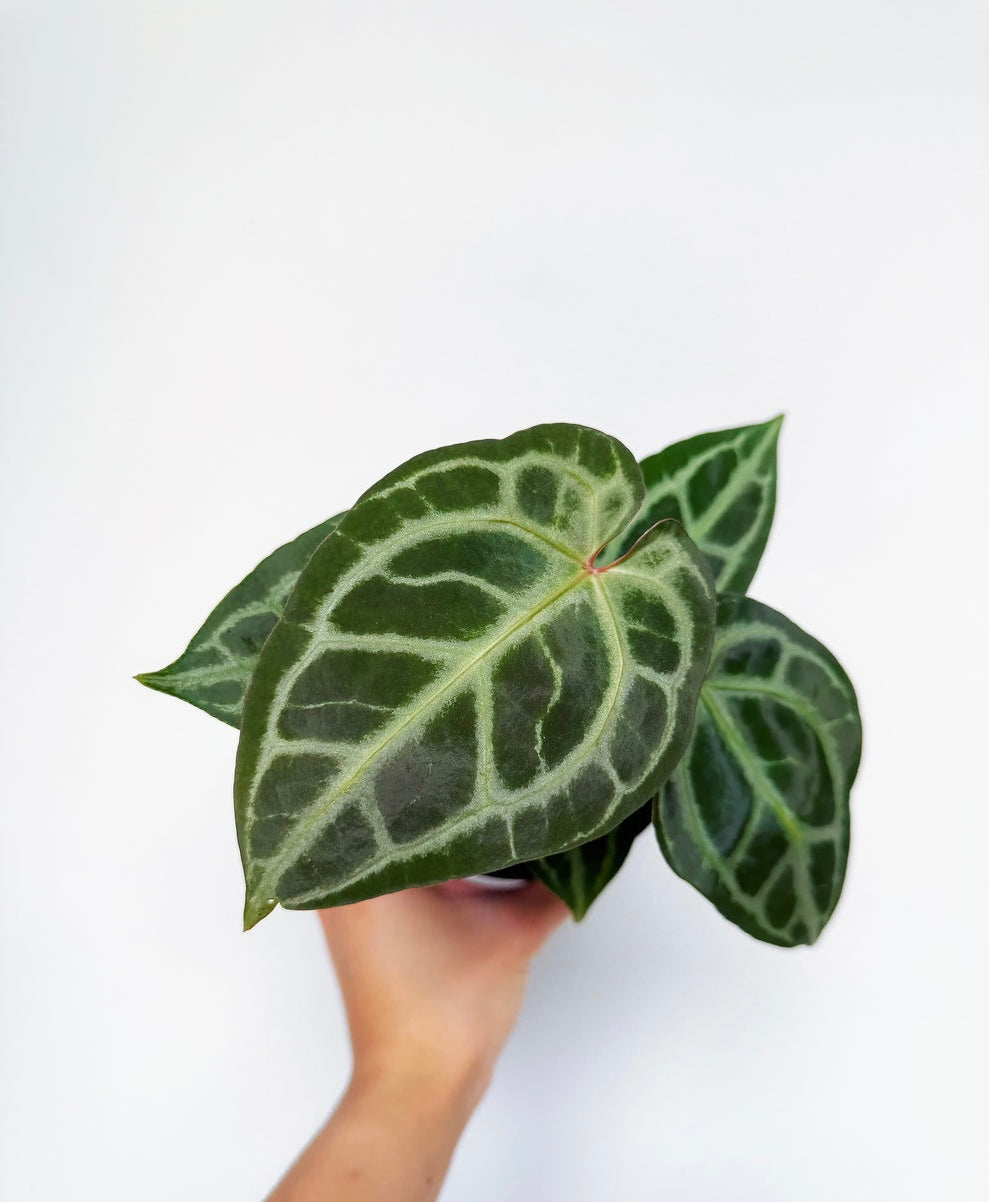 Anthurium Angela x black Widow “4
