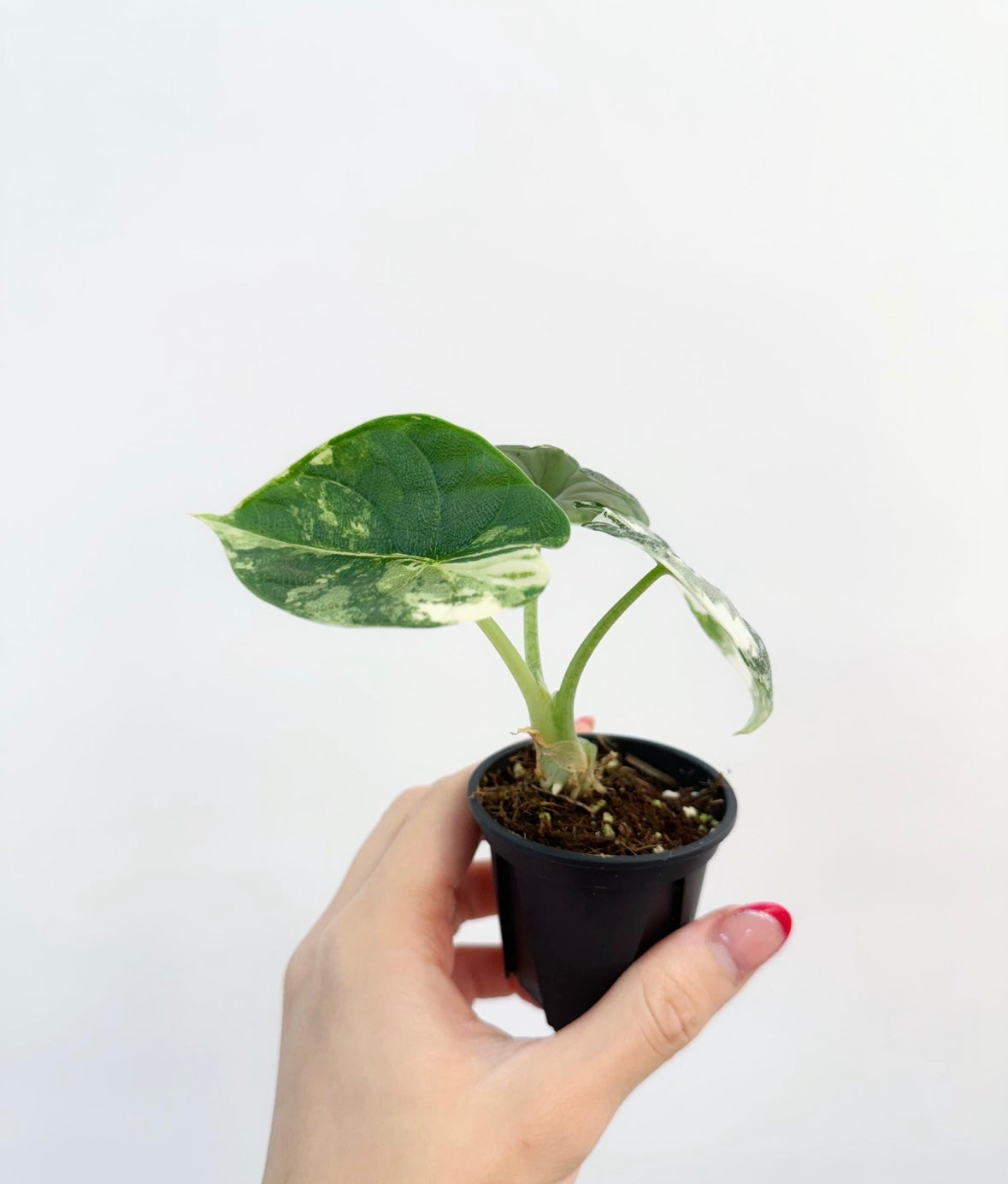 Alocasia Melo Albo “3