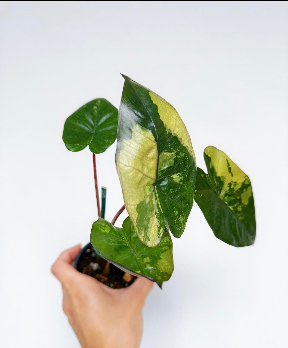 Alocasia Yucatan Princess Variegada “4