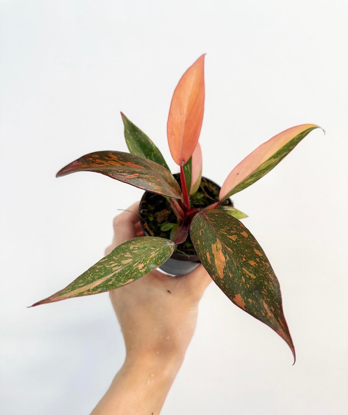 Philodendron Orange Princess Marble “4
