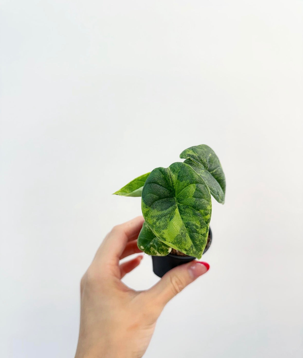 Alocasia Melo Aurea Variagada “3