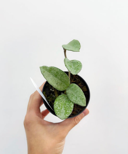 Hoya Nova Ghost “4