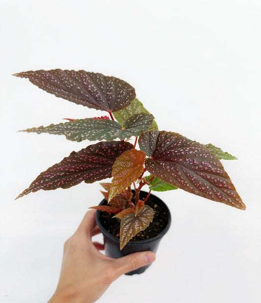 Begonia Maculata Pink Spot “4