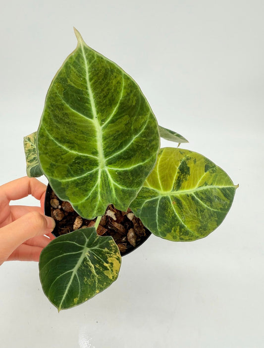 Alocasia Black Velvet Golden "4