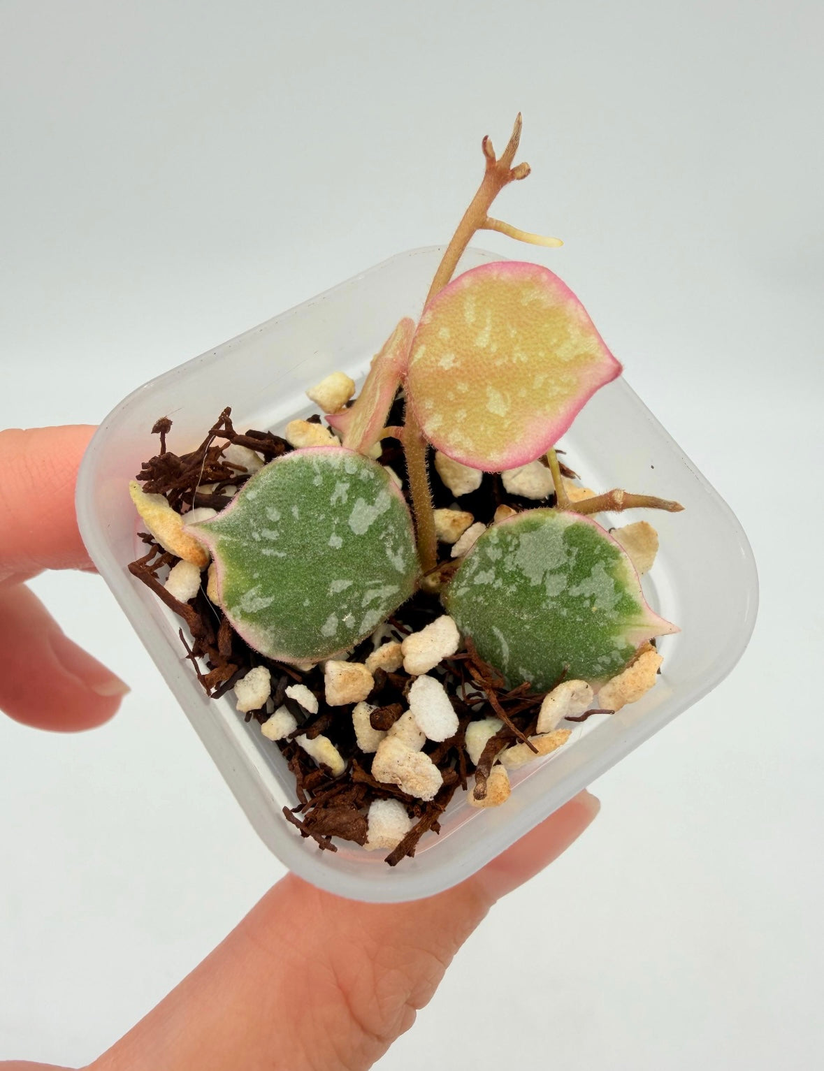 Hoya Curtisii Albo “3 (chica)