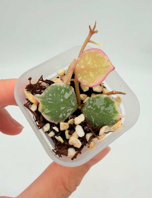 Hoya Curtisii Albo “3 (chica)