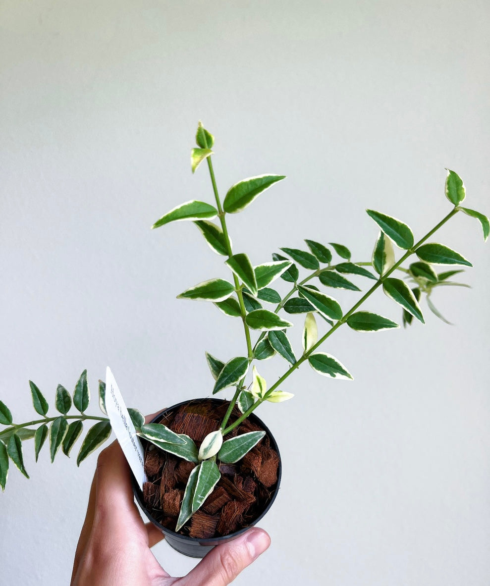 Hoya Bella (Variegado exterior)