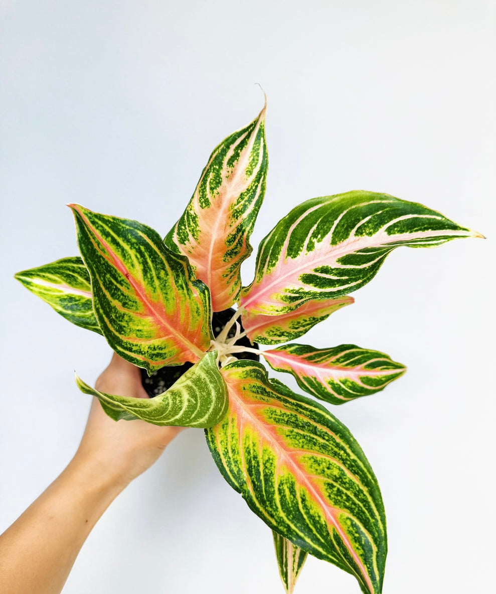 Aglaonema Pink Panama "4