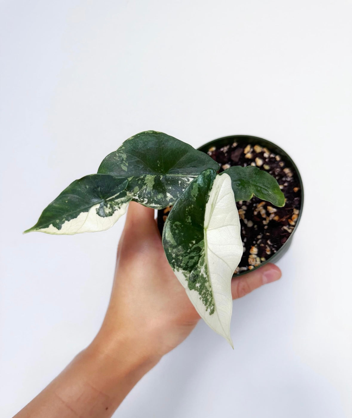 Alocasia Simpo Albo “4