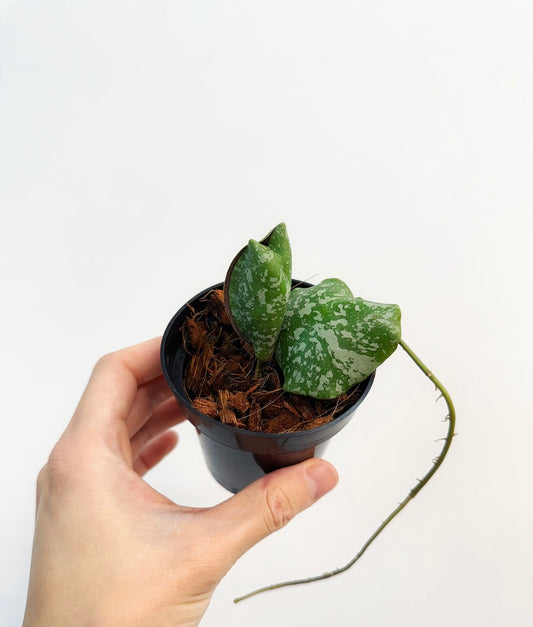 Hoya imbrincata “3