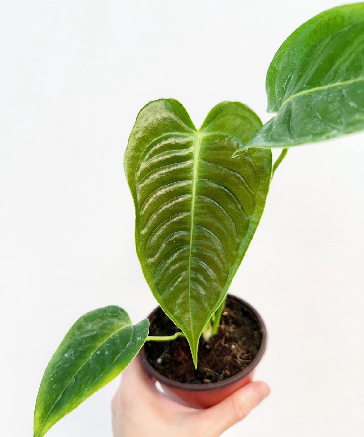 Anthurium Veitichii "4