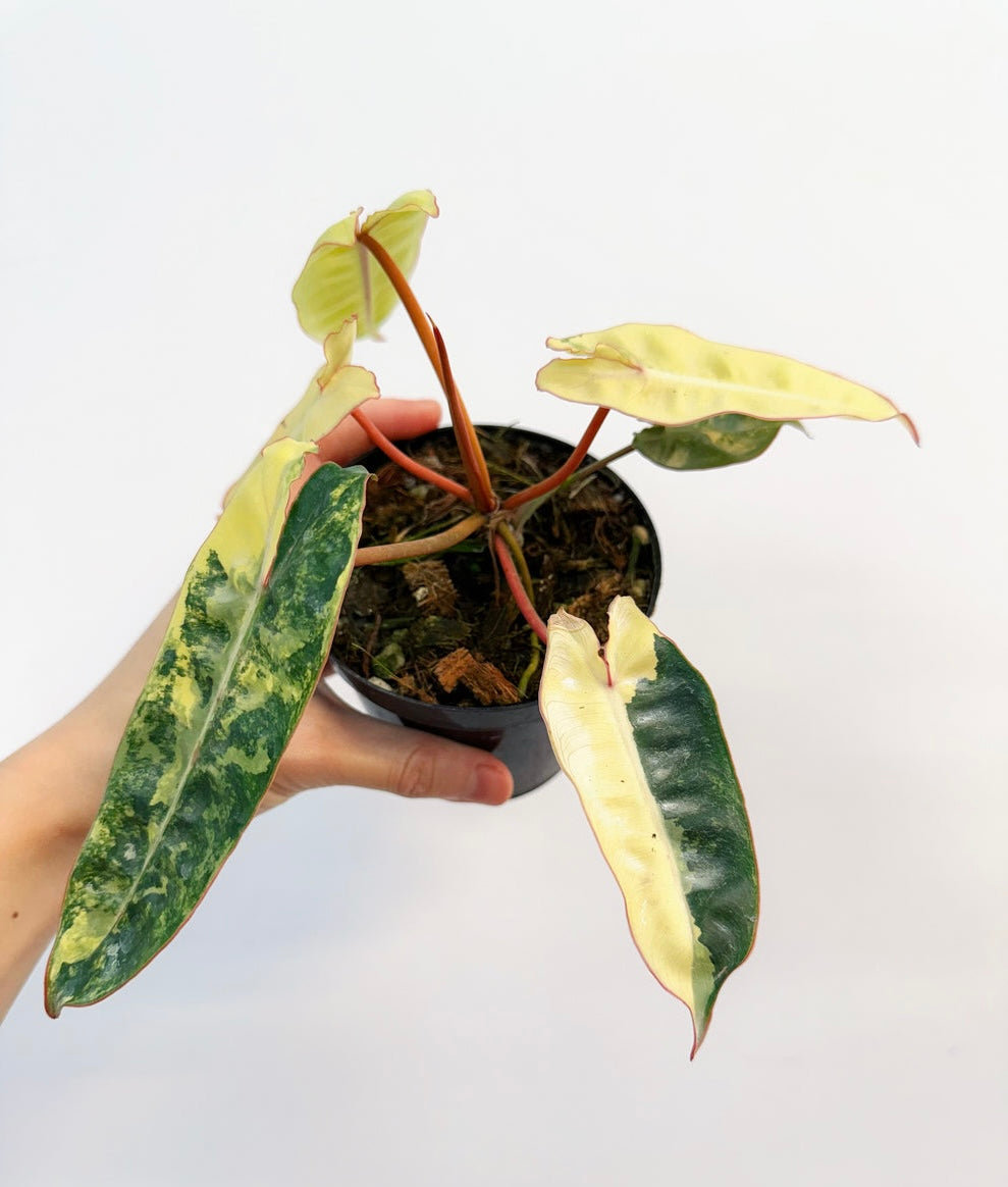 Philodendron Billietiae Variegado”4