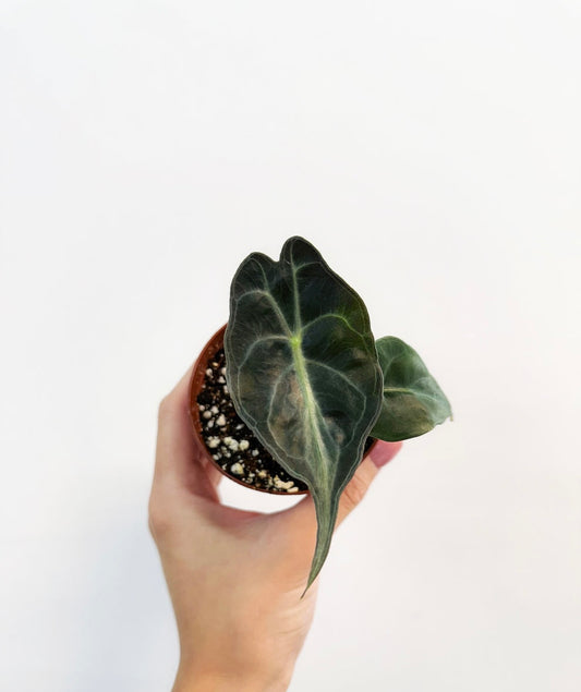 Alocasia Venom “4