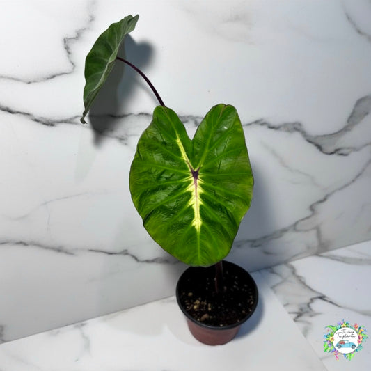 Colocasia White Lava “5