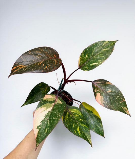 Philodendron Orange Princess Marble “4
