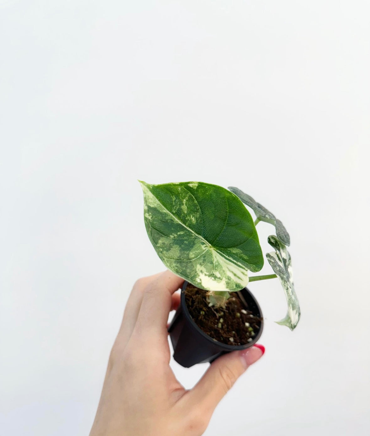Alocasia Melo Albo “3