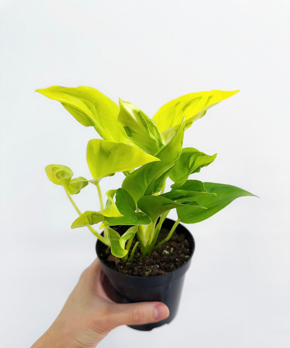 Epipremnum Champs Élysées| Pothos Champs Élysées "4