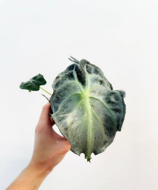 Alocasia Venom “4