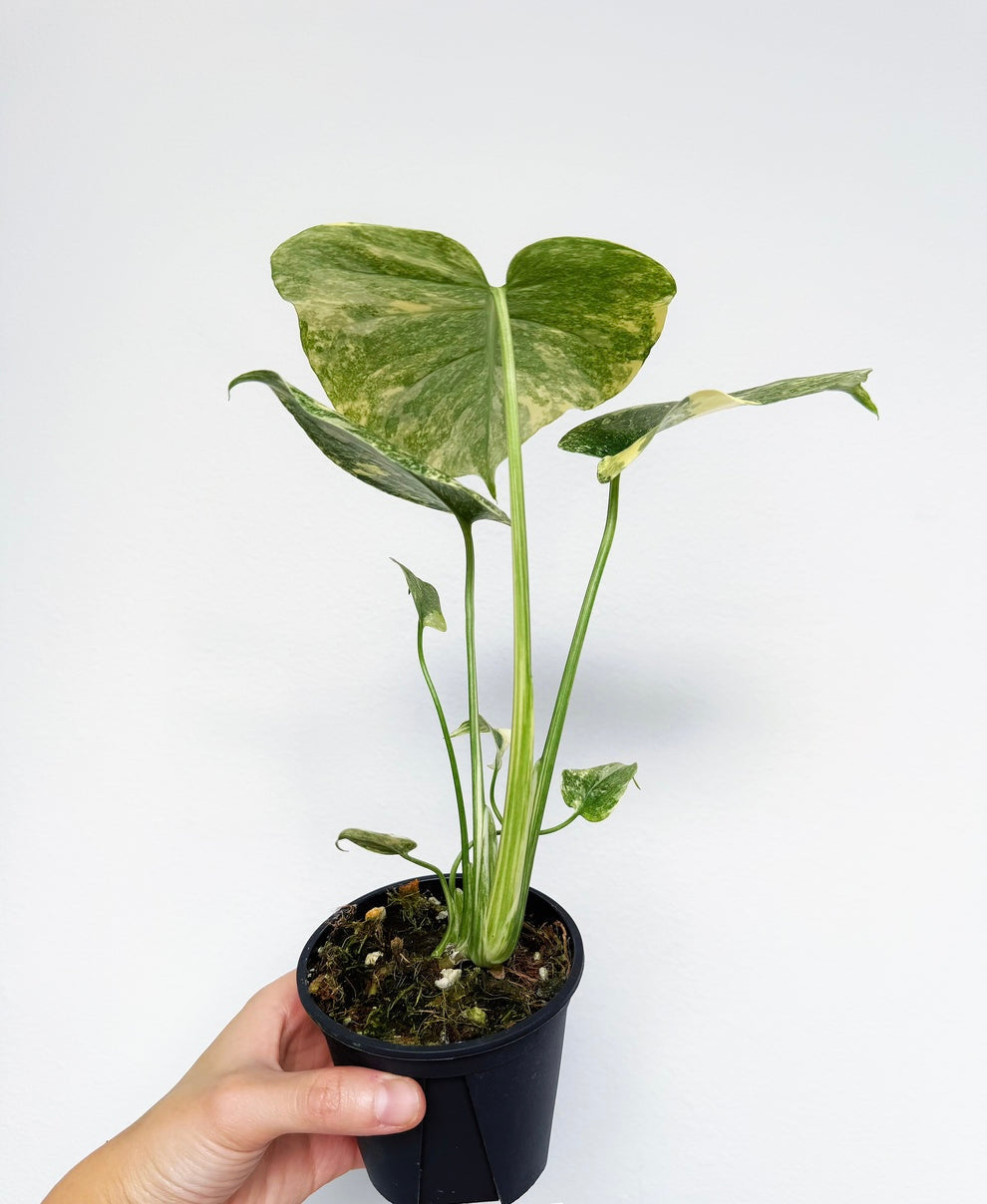 Monstera Legacy “4