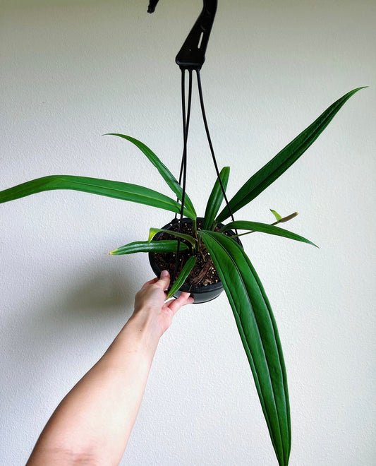 Anthurium Bakeri “7 colgante