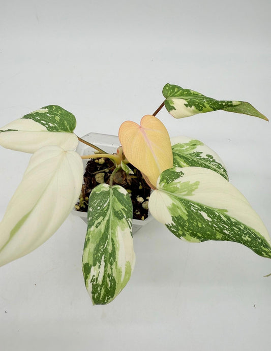 Philodendron Gloriosum Albo Galaxy “4 (planta exacta)