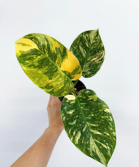 Philodendron Nuclear Congo Variegado "4