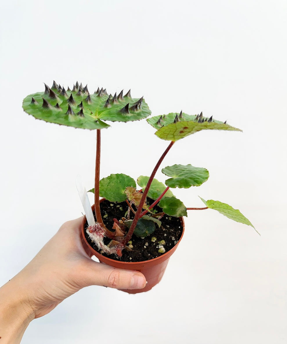 Begonia Ferox “4