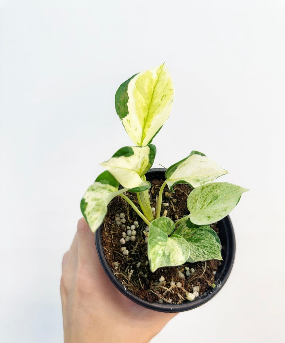 Epipremnum Aureum Japanese Global
