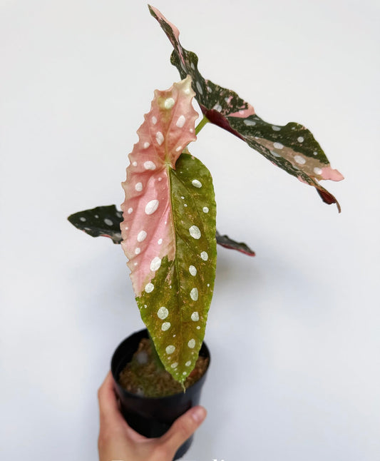 Begonia Maculata Pink Variegada “4