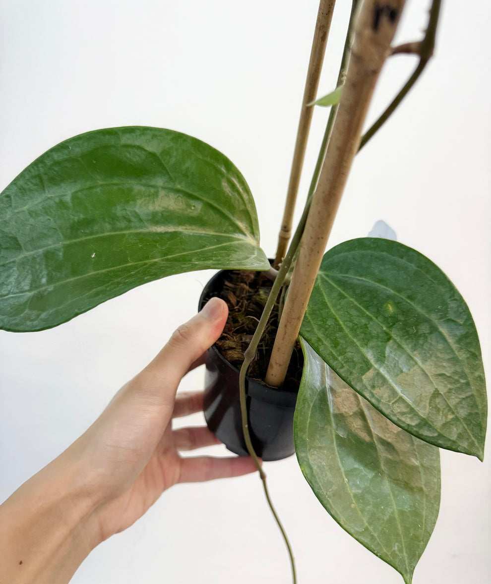 Hoya Latifolia Dinner Plate “4