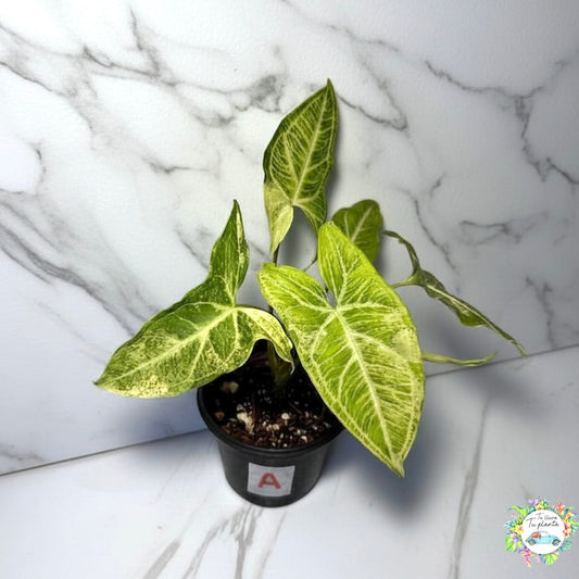 Syngonium Batik Albo (A)