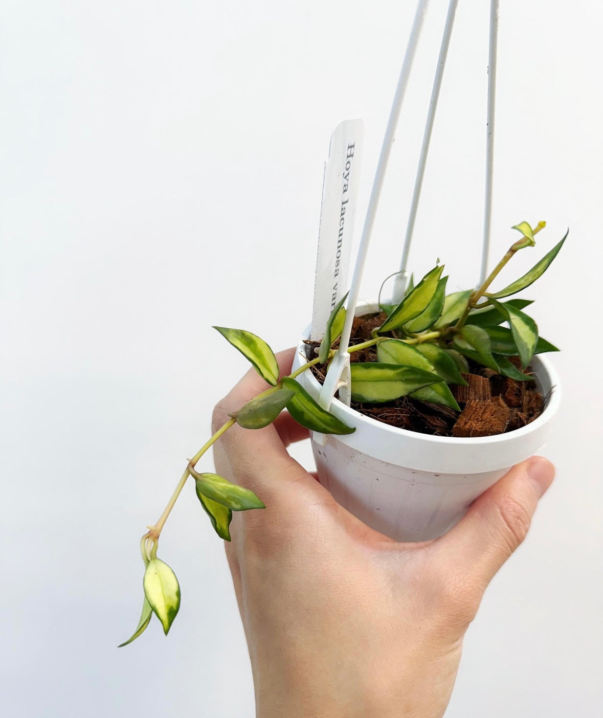 Hoya Lacunosa Variegada “4