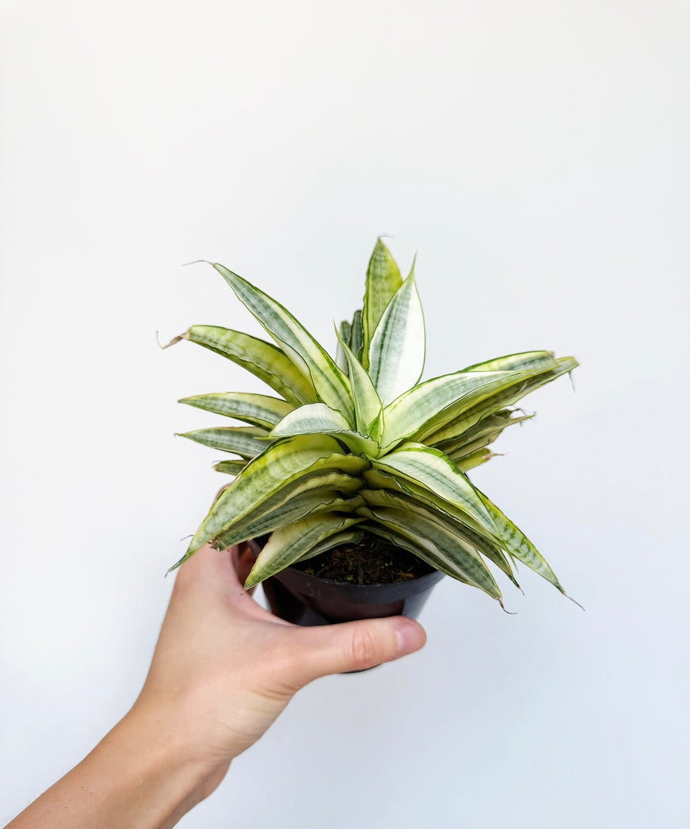Sansevieria Gabriella Variegada “4