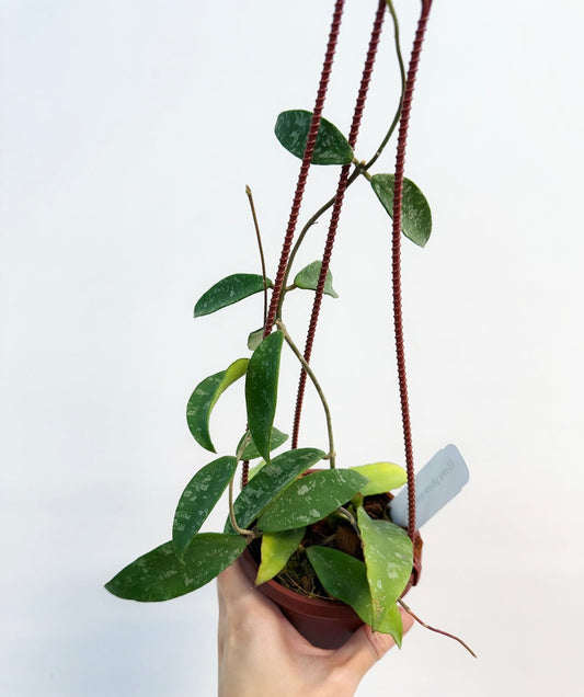 Hoya Phuwuaensis “4