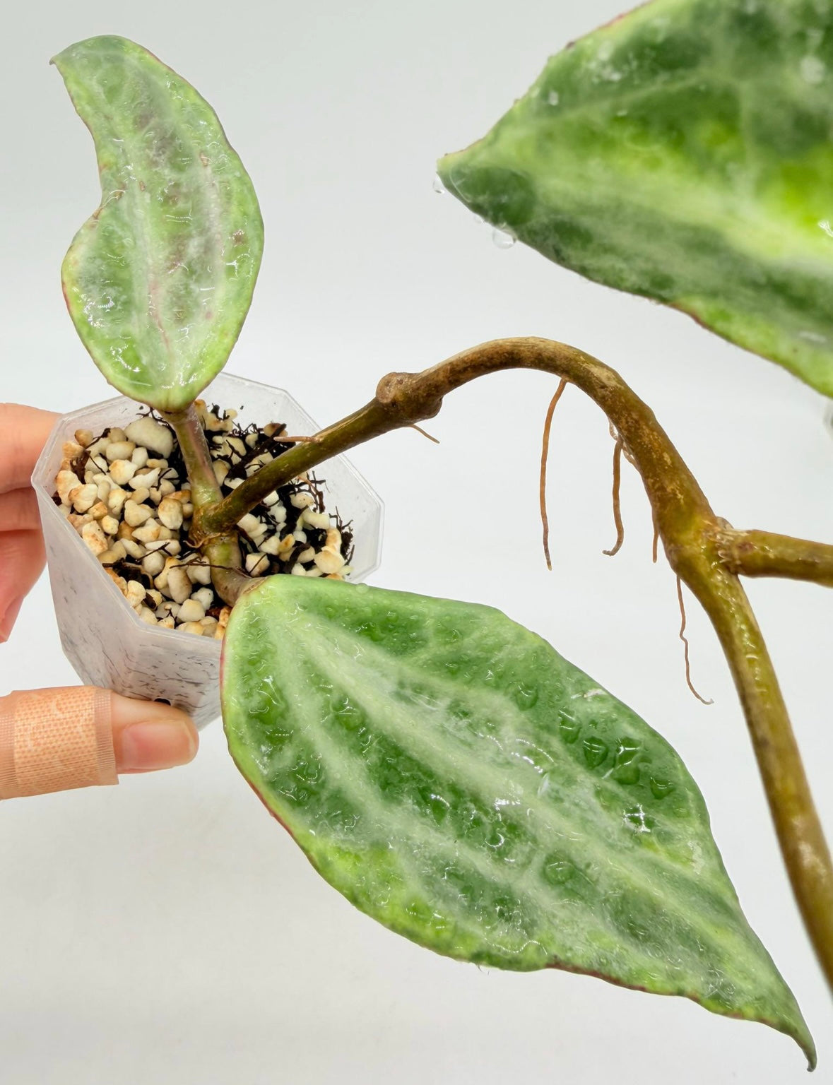 Hoya Latifolia Peridot “3