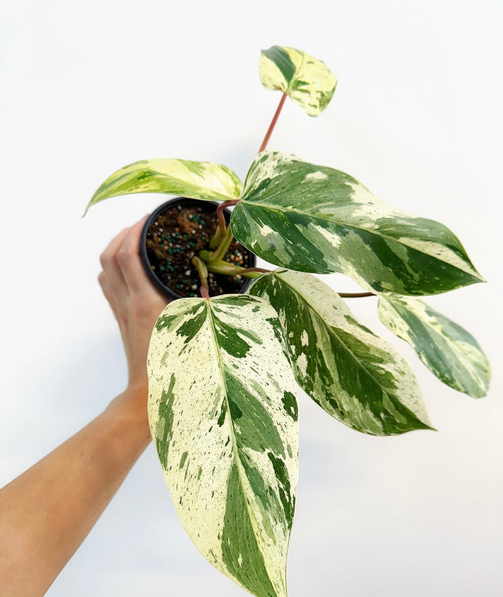 Philodendron Emerald King “4