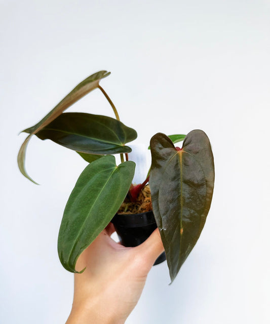 Anthurium (Dark Handsome x Red Velvet Cake) x RL 4”