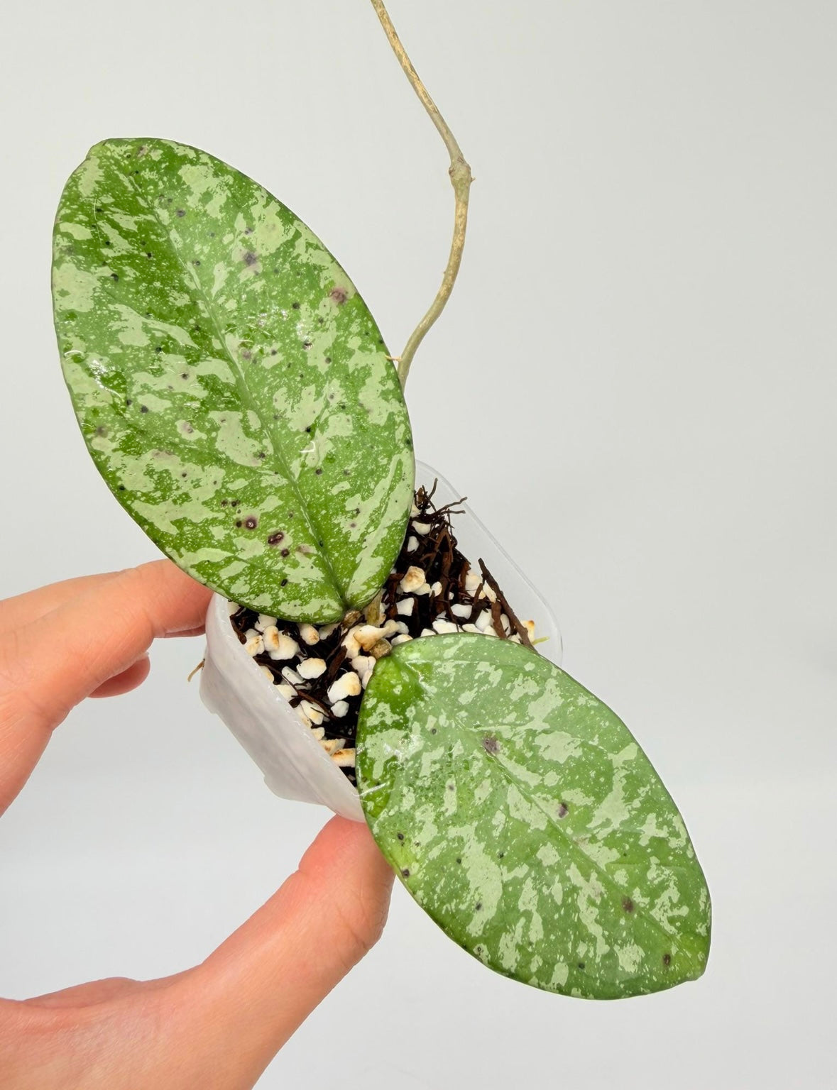 Hoya crassipetiolata X Michelle Splash