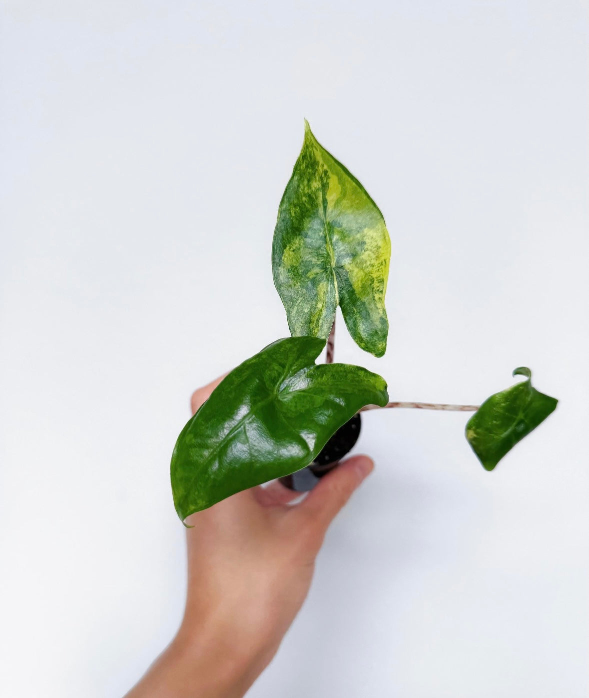 Alocasia Zebrina Aurea Variegada “3