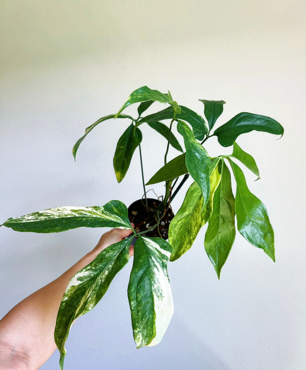 Anthurium Clavigerum Variegated 4”
