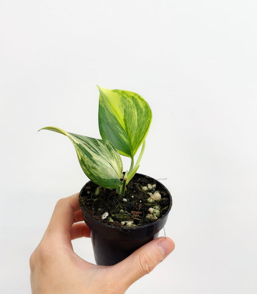 Scindapsus Rubicon “3