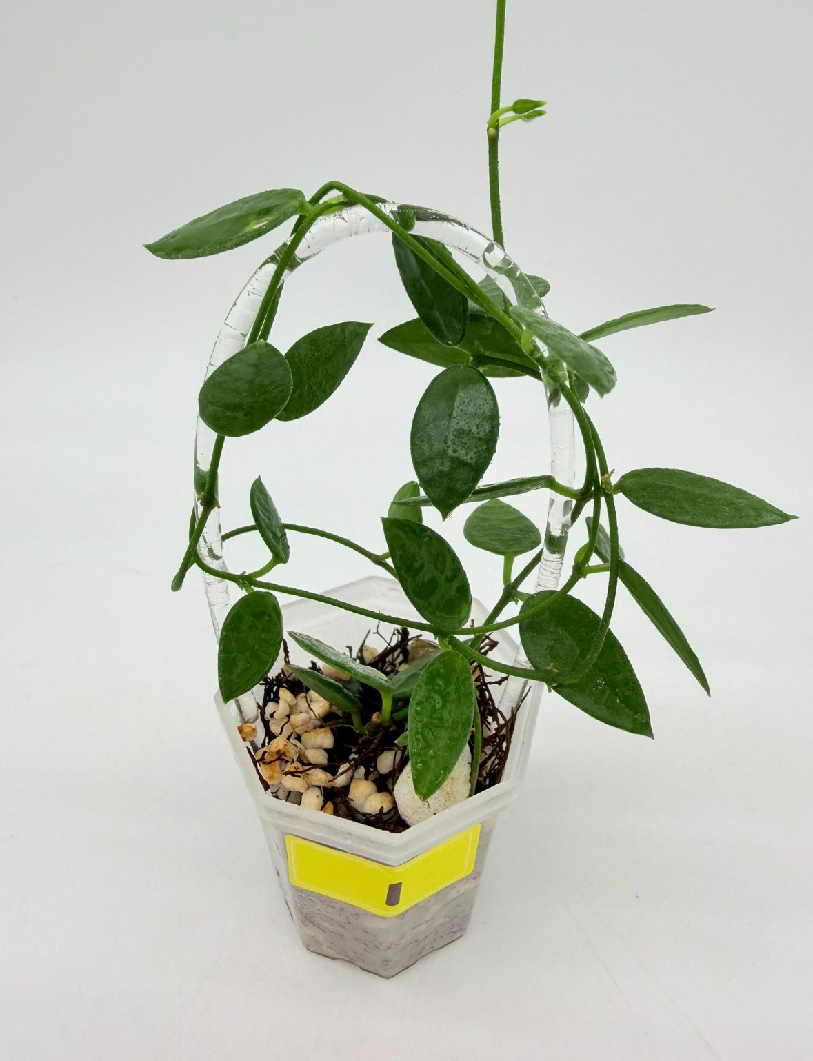 Dischidia Hirsuta “3