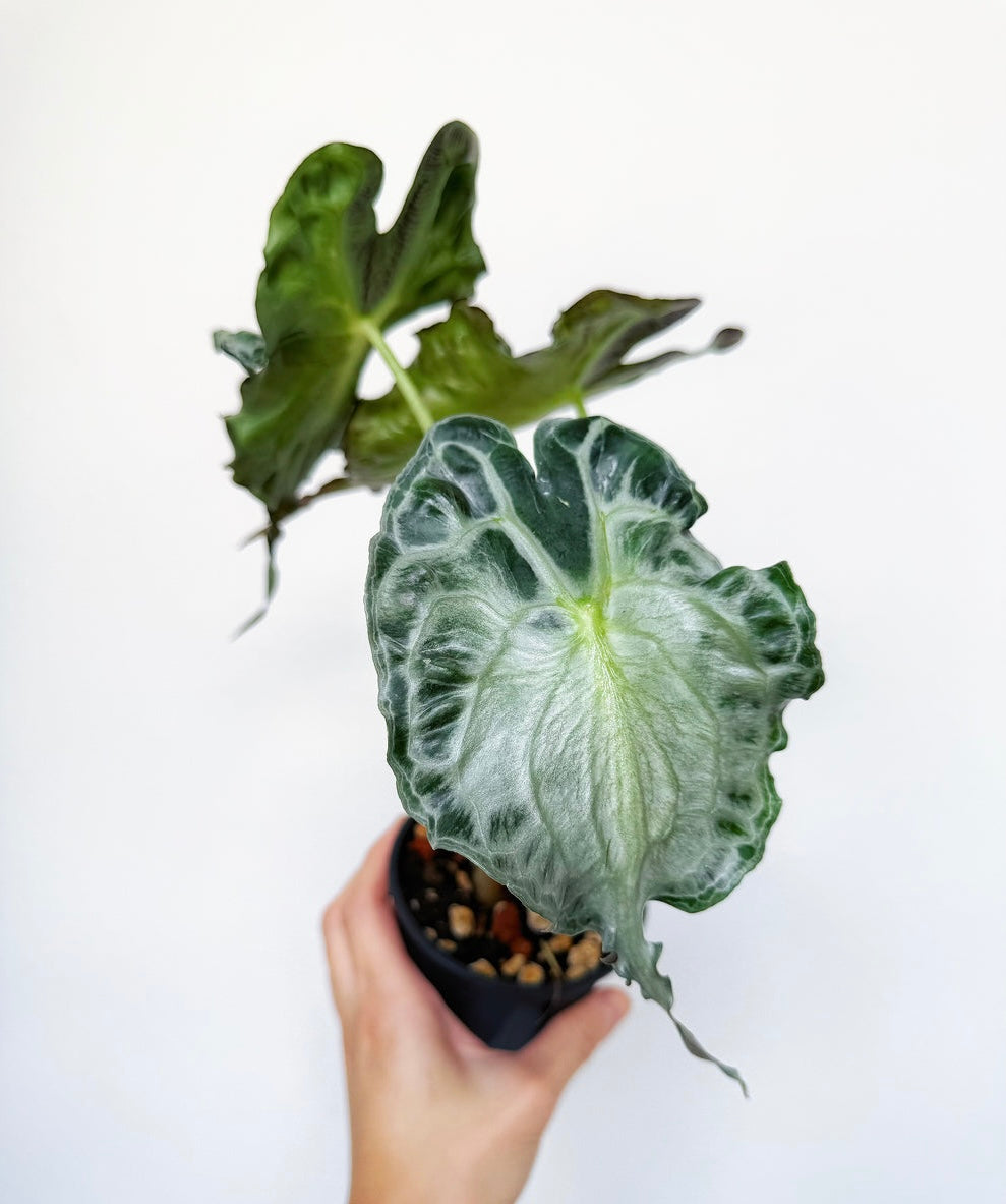 Alocasia Venom (L) “4