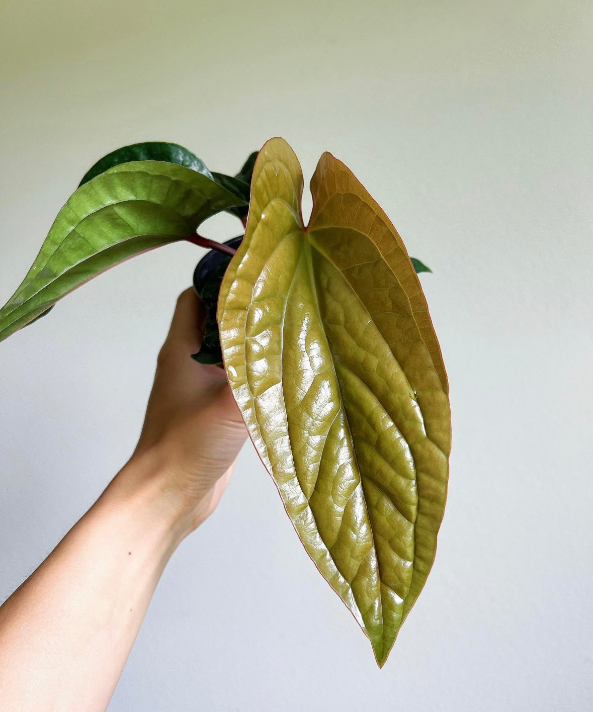 Anthurium Luxurians x Radicans "4