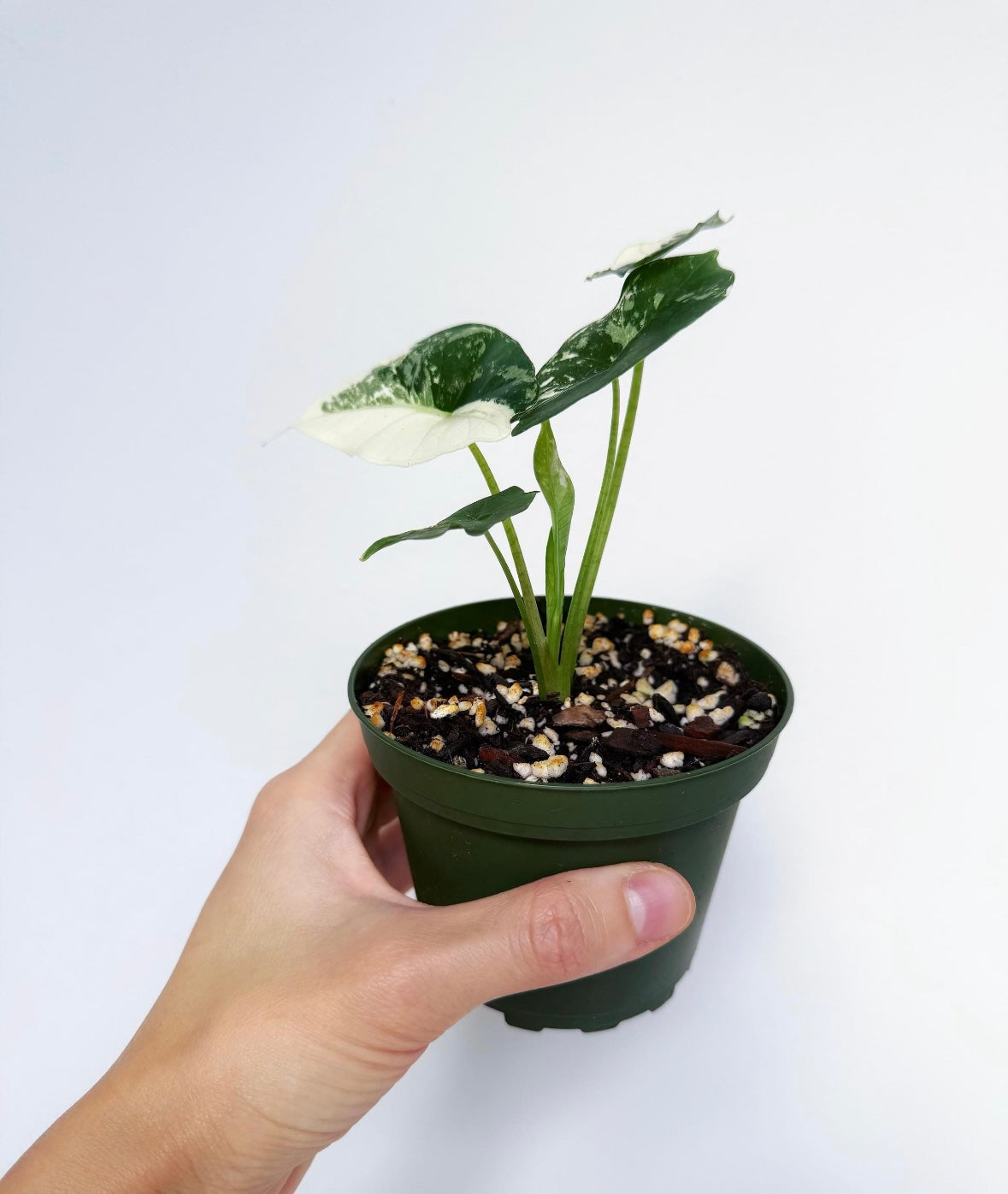 Alocasia Simpo Albo “4