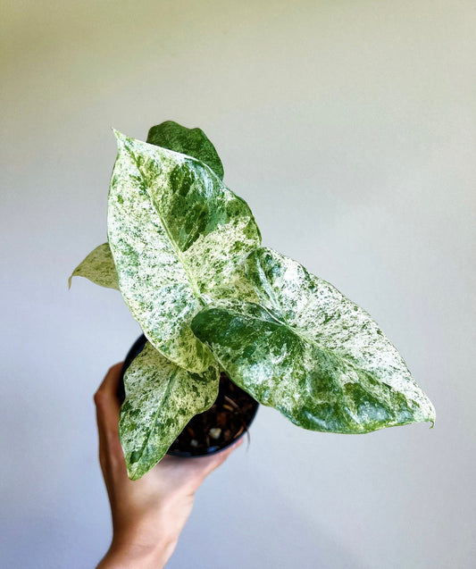 Alocasia Odora Batik "4