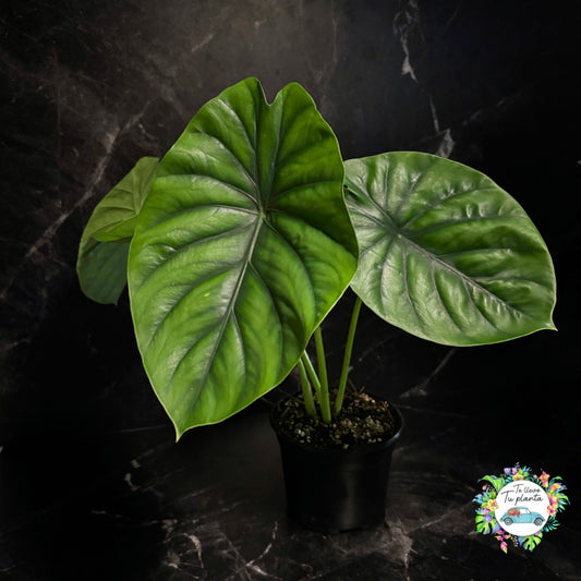 Alocasia Clypeloata "Green Shield" “6