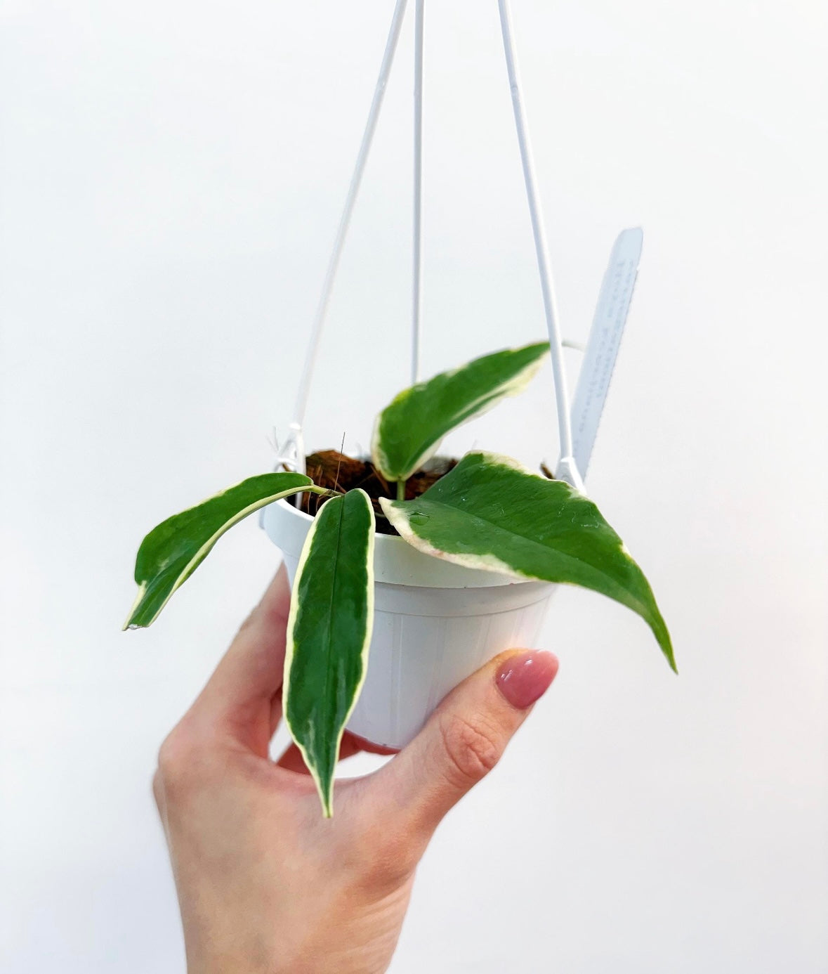 Hoya Kenejiana Variegado exterior “4