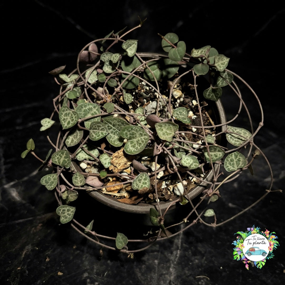 Ceropegia Woodii “4